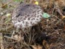 Strobilomyces strobilaceus, črni kuštravec