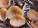 Stromatinia rapulum, (salamonova korenikarca)