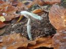 Stropharia aeruginosa, zelenkasta strniščnica