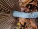 Stropharia caerulea, modrikasta strniščnica