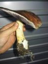 Stropharia rugosoannulata, kukmakova strniščnica