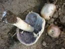 Stropharia rugosoannulata, kukmakova strniščnica