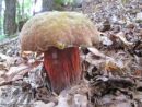 Suillellus mendax, varljivi lupljivec