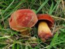 Suillellus queletii, Queletov lupljivec