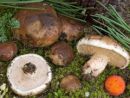 Suillus bellinii, jadranska lupljivka