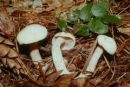 Suillus placidus, bela lupljivka