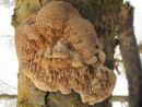 Szczepkamyces campestris, hrastov blazinovček