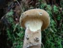 Tapinella atrotomentosa, žametni podvihanec