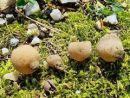 Tarzetta cupularis, pecljata torilka