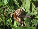 Tephrocybe anthracophila, pogoriščna sivolistka
