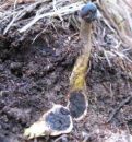 Tolypocladium capitatum, košutnični glavatež