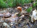 Tolypocladium ophioglossoides, kačonov glavatež