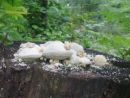 Trametes gibbosa, grbasta ploskocevka
