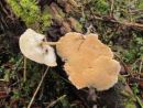 Trametes trogii, navadna ploskocevka