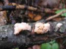 Tremella encephala, zvijugana drhtavka