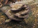 Trichaptum biforme, papirasta apnenka