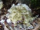 Trichoderma citrinum, citronasta blazinka