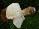 Tricholoma apium, začimbena kolobarnica