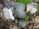 Tricholoma atrosquamosum, črnoluska kolobarnica