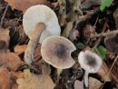 Tricholoma atrosquamosum, črnoluska kolobarnica