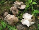 Tricholoma atrosquamosum, črnoluska kolobarnica