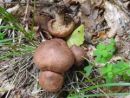 Tricholoma imbricatum, mekinasta kolobarnica