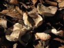 Tricholoma orirubens, žarolistna kolobarnica