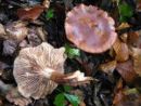 Tricholoma pseudonictitans, varljiva kolobarnica