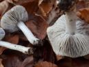 Tricholoma sciodes, pogubna kolobarnica