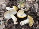 Tricholoma sejunctum, vretenasta kolobarnica