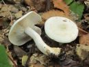 Tricholoma stiparophyllum, zgoščenolistna kolobarnica