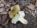 Tricholoma viridifucatum, šarasta kolobarnica