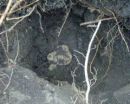 Tuber magnatum, bela gomoljika