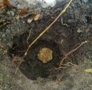 Tuber magnatum, bela gomoljika