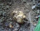 Tuber magnatum, bela gomoljika