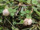 Tulostoma fimbriatum, resasti puhar