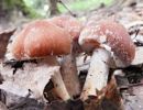 Typhrasa gossypina, kosmičasta črnelnica