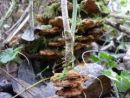 Xanthoporia radiata, jelševa poličarka