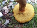 Xerocomellus cisalpinus, modreči polstenec