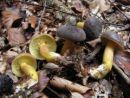 Xerocomellus pruinatus, poprhnjeni polstenec