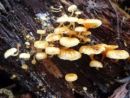 Xeromphalina campanella, pomladna zvončnica