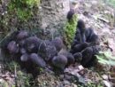 Xylaria polymorpha, kopučasta lesenjača