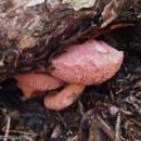 Chalciporus rubinus, rožnati bakrenopor