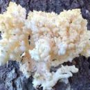 Hericium coralloides, koralasti bradovec