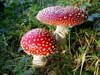 Rdeča mušnica (Amanita muscaria)