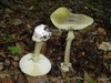 Zelena mušnica (Amanita phalloides)