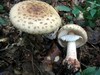 Rdečkasta mušnica (Amanita rubescens)