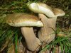 Poletni goban (Boletus aestivalis)