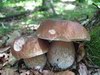 Jesenski goban (Boletus edulis)