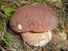 Borov goban (Boletus pinophillus)